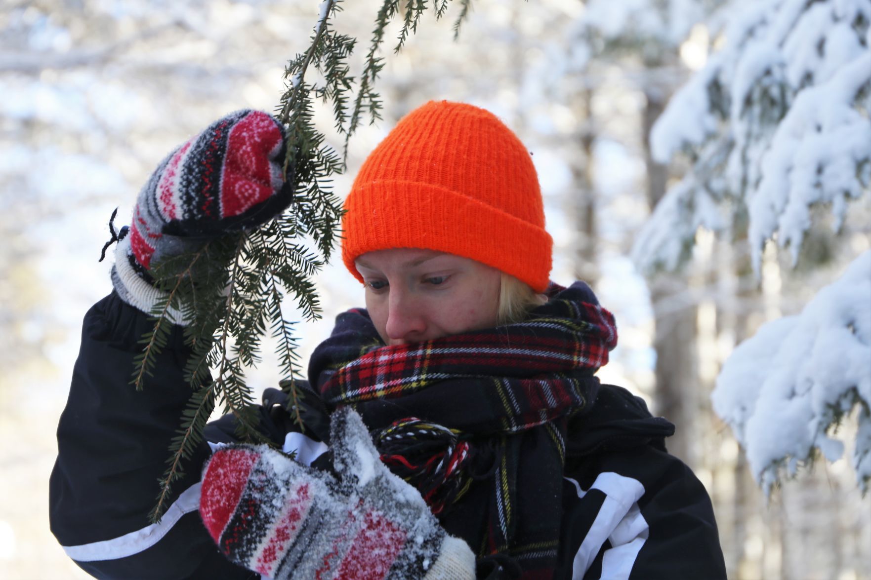 Looking for hemlock woolly adelgid